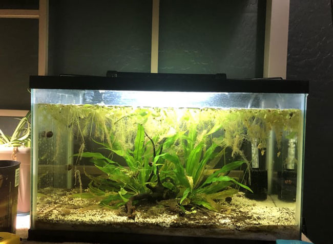 Benefits of Having Filters in Your African Dwarf Frog’s Aquarium