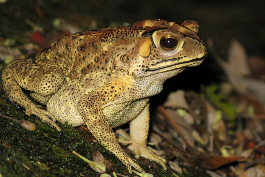 Black-spined Toad