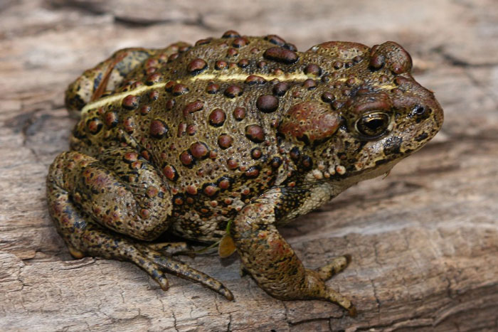 Boreal Toad