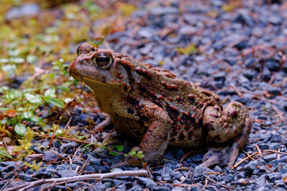 Boreal Toad