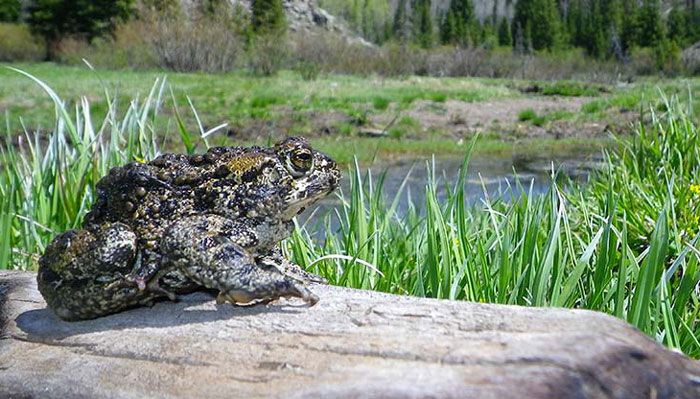 Boreal Toad Habitat