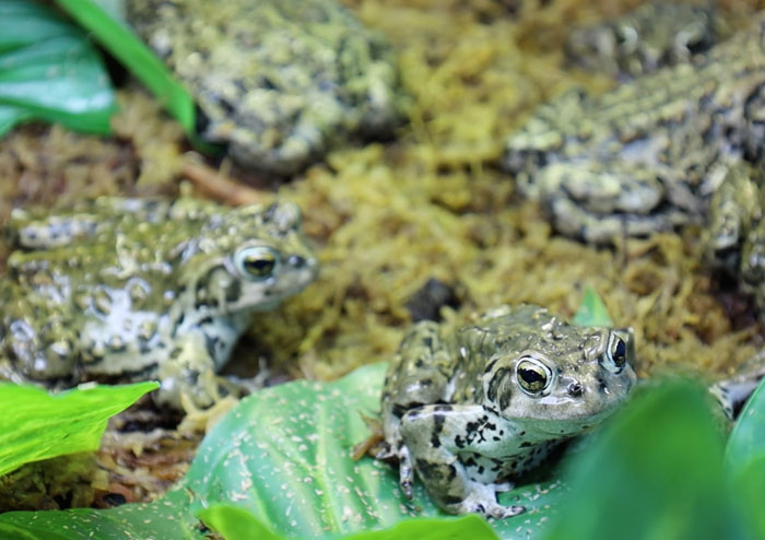 Boreal Toad Population