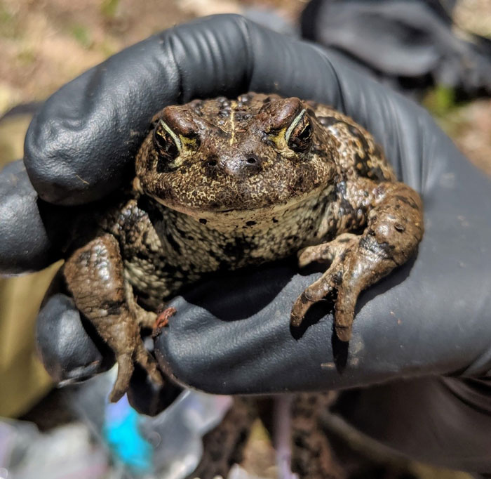 Boreal Toad Size