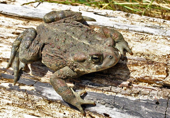 Boreal Toads’ Poisonous Characteristics