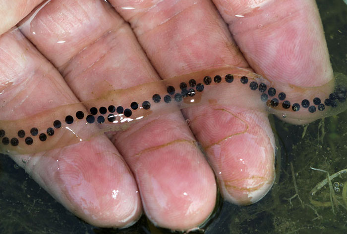 Boreal toad eggs