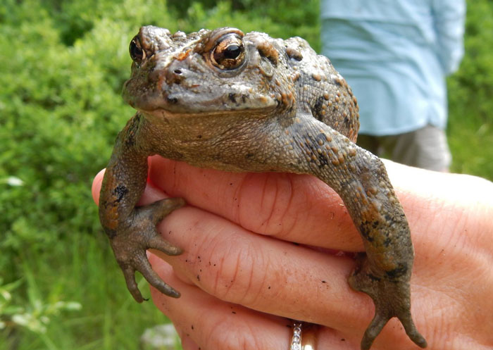 Boreal toad identification