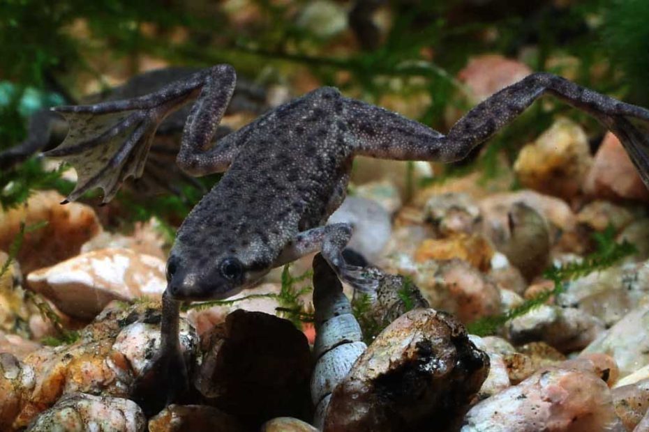 Can African Dwarf Frogs Live Alone