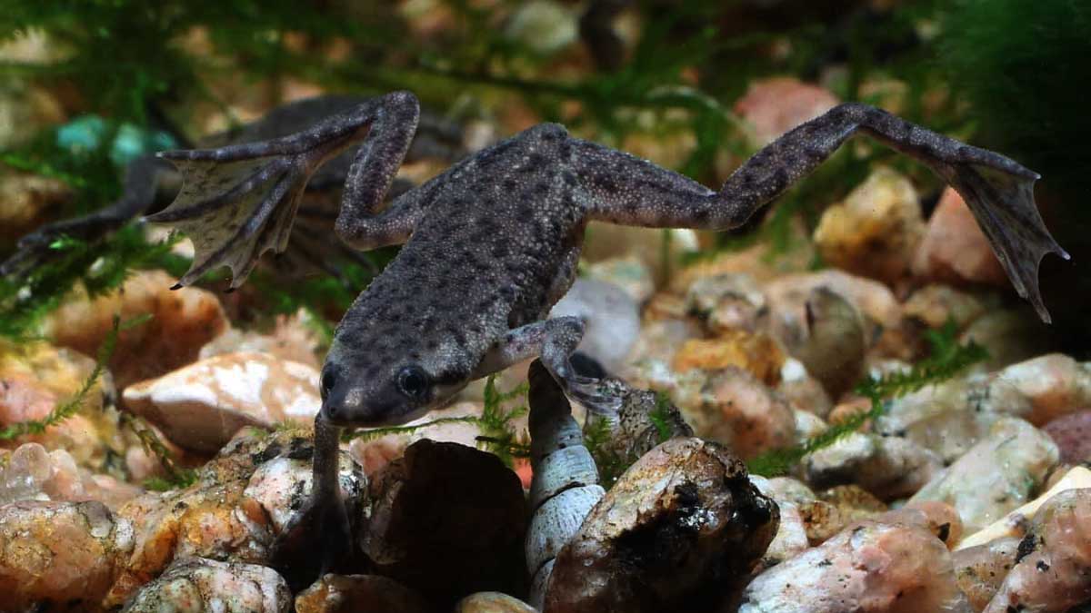 Understanding Can African Dwarf Frogs Live Alone Or They Need To Be In