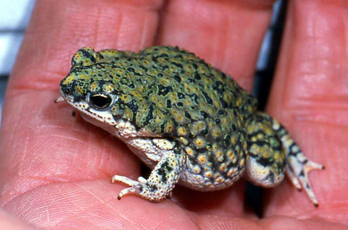 Chihuahuan green toad diet