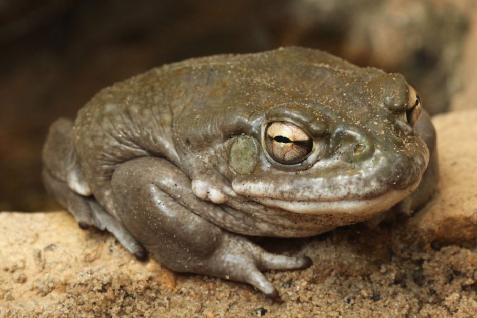 Colorado River Toad