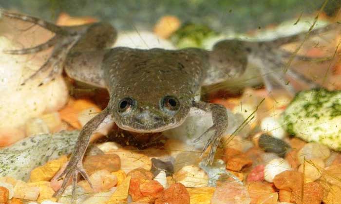 Colors of African Dwarf Frogs