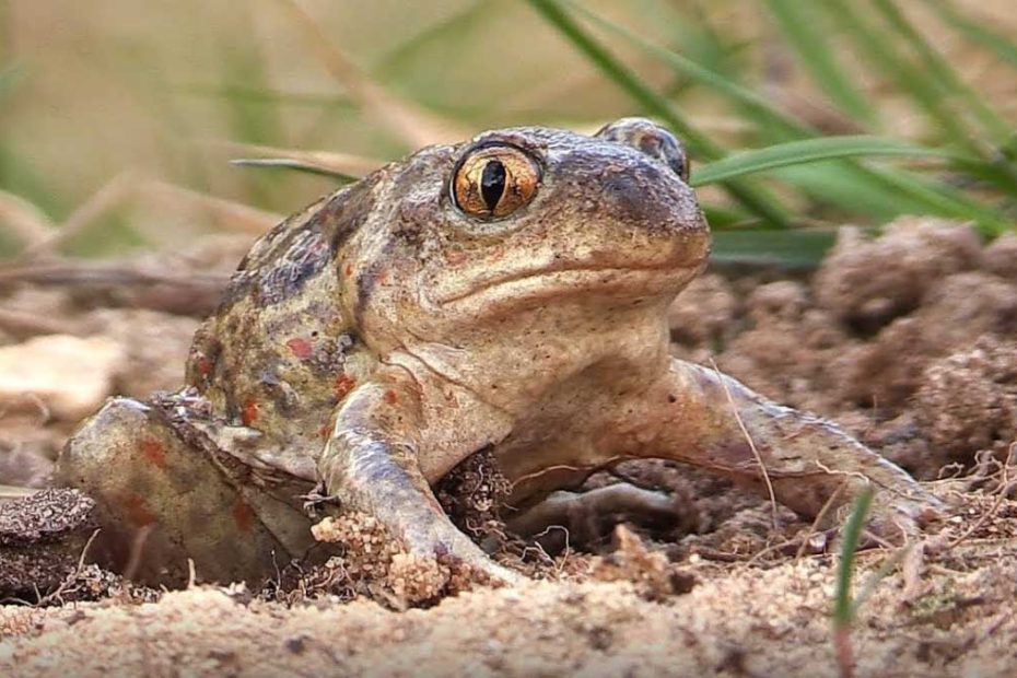 Common Spadefoot Toad