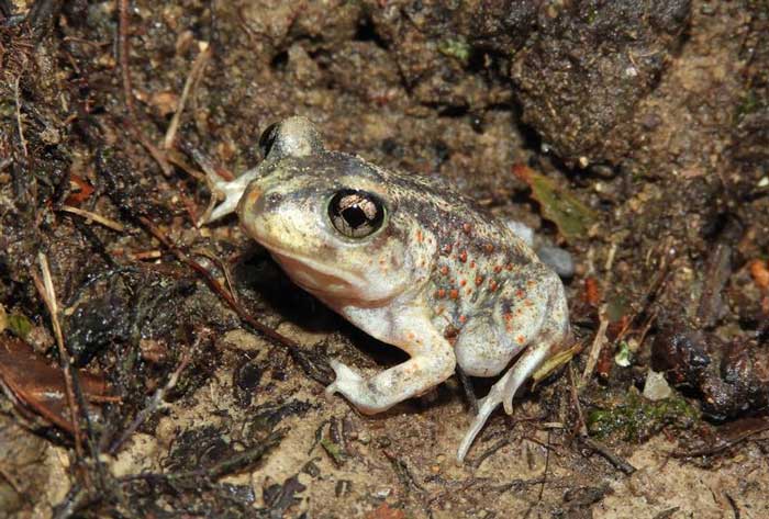 Common Spadefoot Toad: Master of Camouflage in Nature