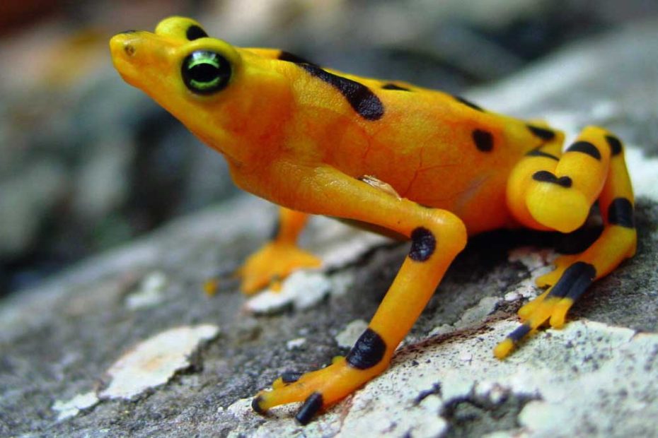 Costa Rican Variable Harlequin Toad