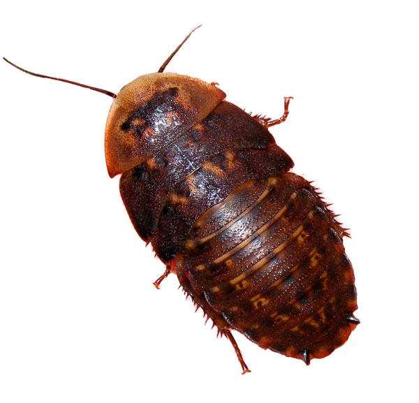 Discoid Roaches 