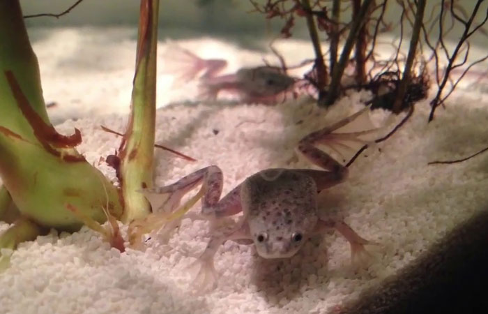 Do African Dwarf Frogs Bury Themselves