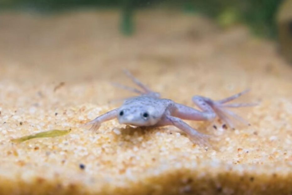 Do African Dwarf Frogs Need Land