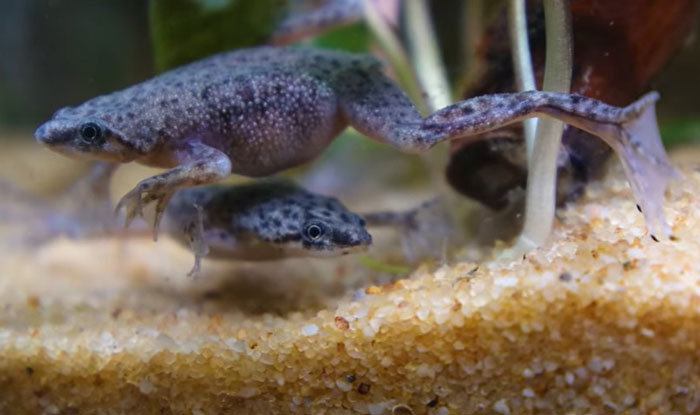 Do African Dwarf Frogs Need Land