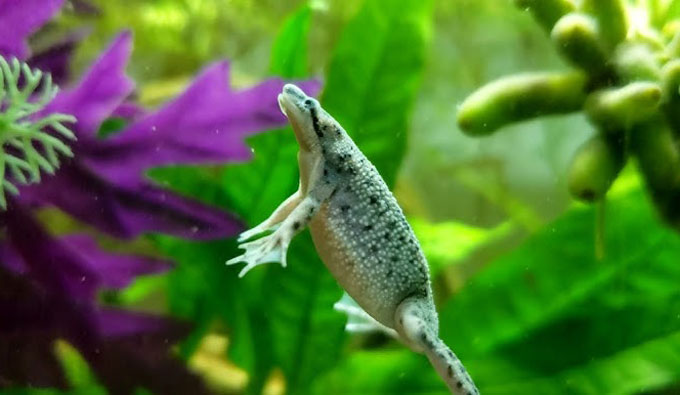 Do African Dwarf Frogs Need a Filter