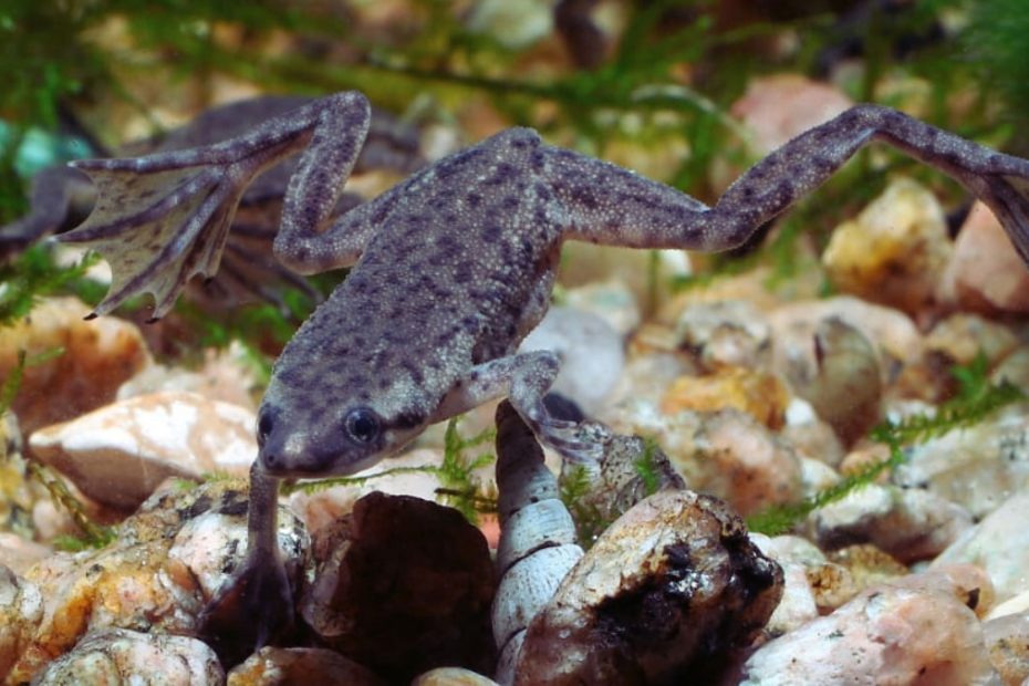 Do African Dwarf Frogs Need a Filter