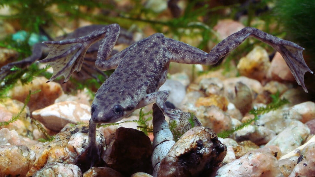 Do African Dwarf Frogs Need a Filter? “YES” Is the