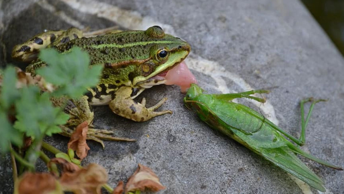 Do Frogs Eat A Cheerful YES From Frogs