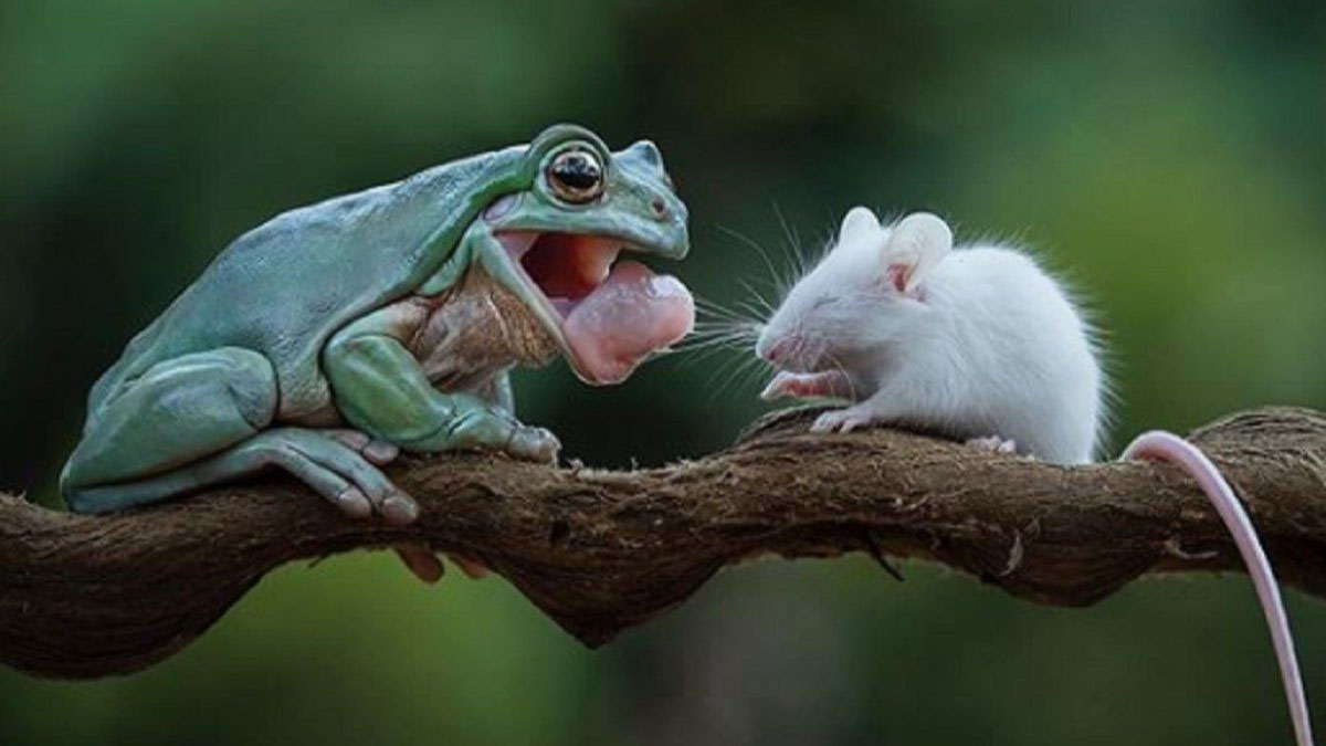 Do Frogs Eat Mice? YES But SpeciesSpecific