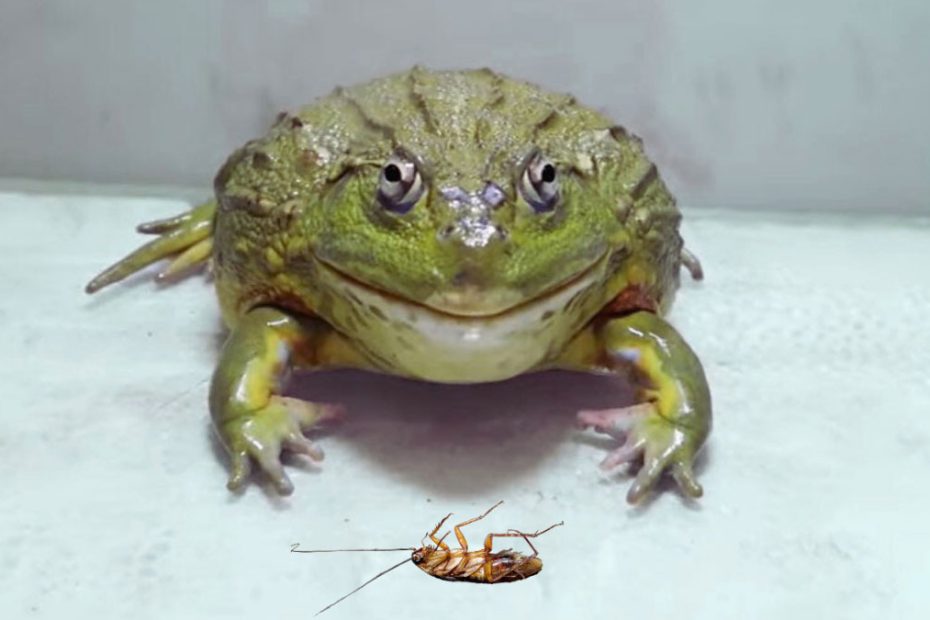 Do Frogs Eat Roaches