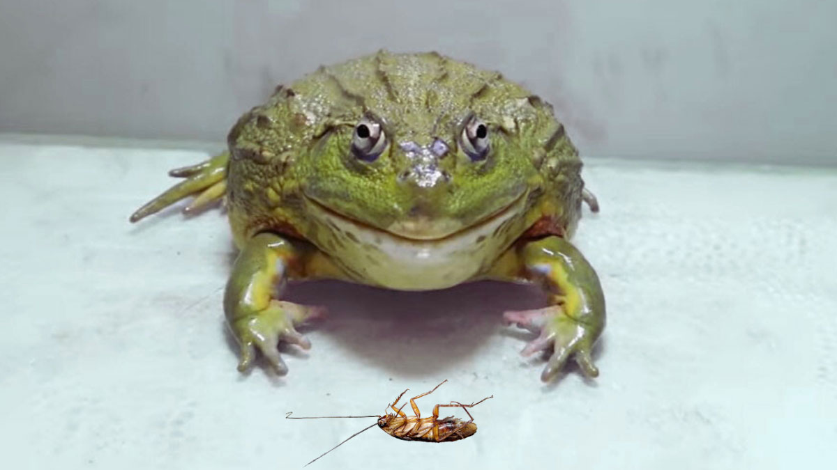 Do Frogs Eat Roaches Nutritional Value, Benefits, and Risks of Eating