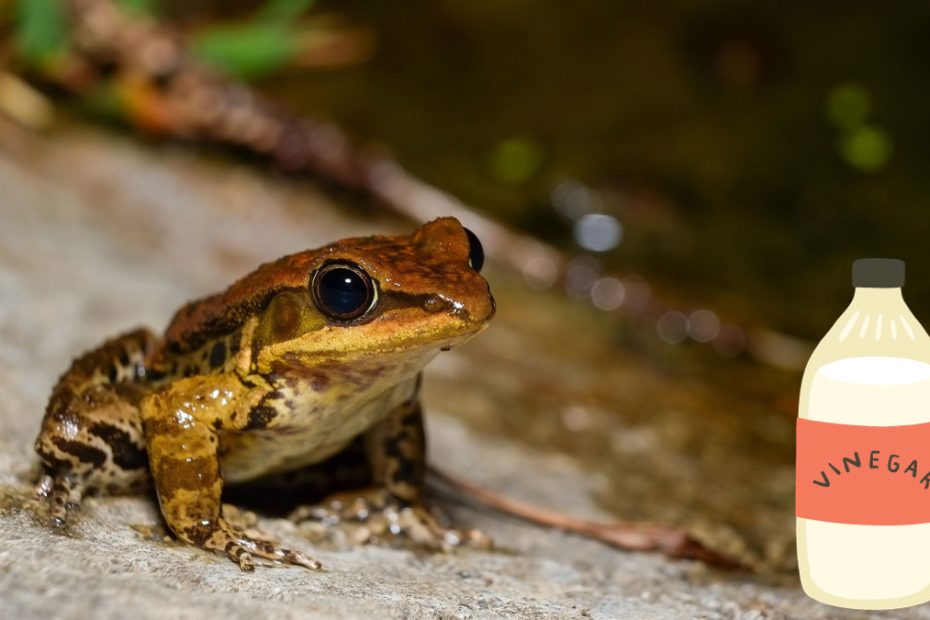 Does Vinegar Kill Frogs