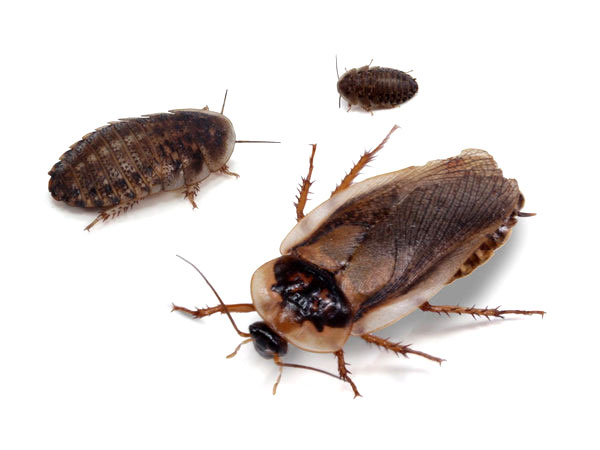 Dubia Roaches