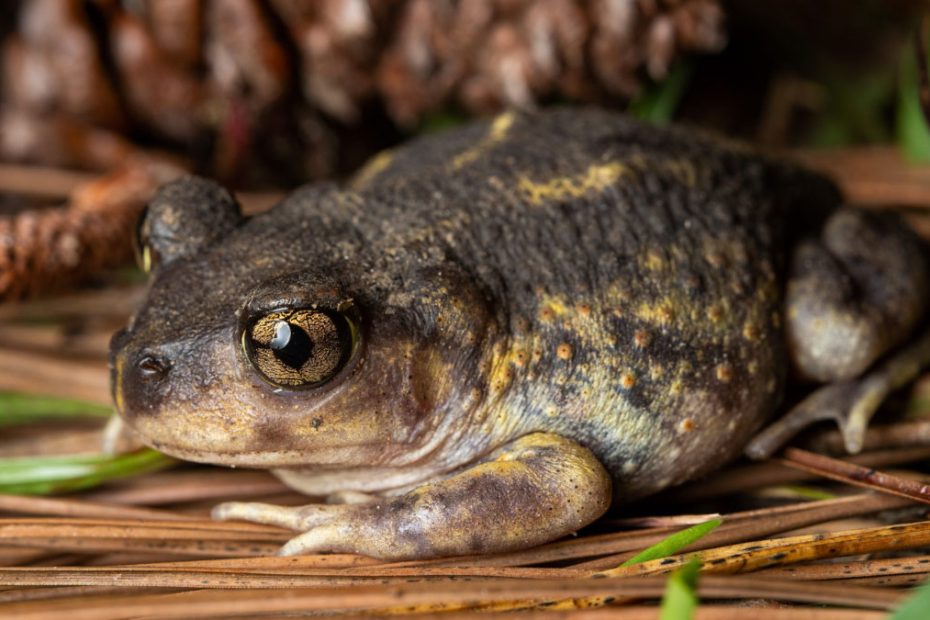 Eastern Spadefoot Toad