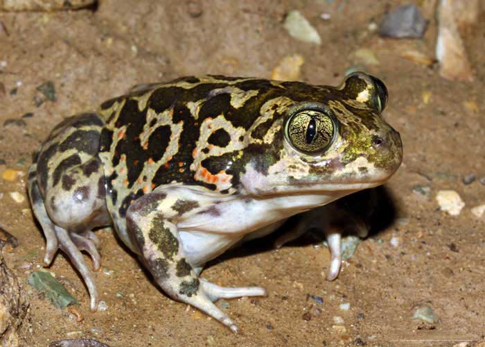 European Spadefoot Toads