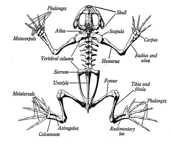 Frog Anatomy