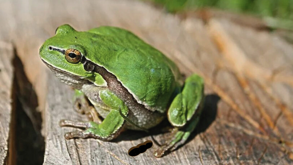 Frog Poop What Does It Look Like?