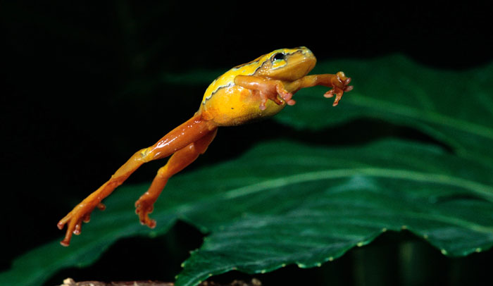 Frogs Big Jumps