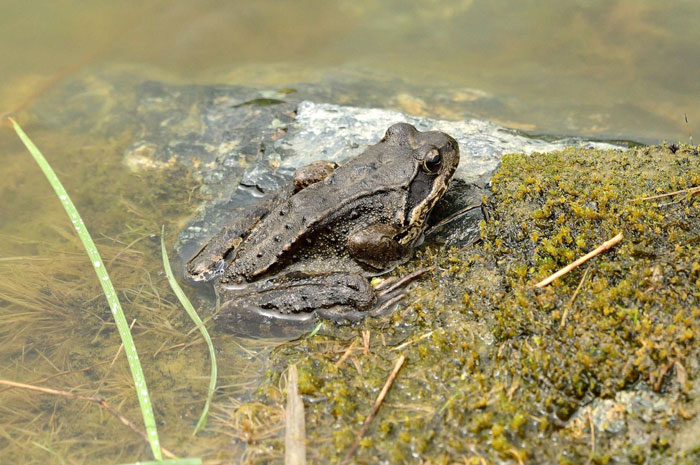 Frogs Faking Death