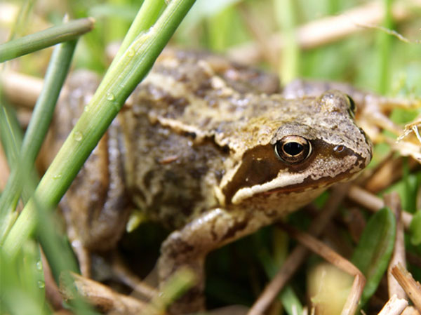 Frogs Live Garden