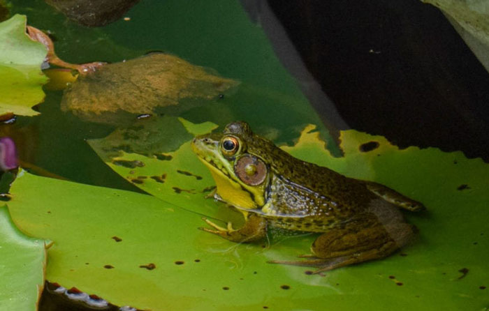 Frogs Live Ponds