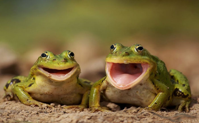 Frogs Scream