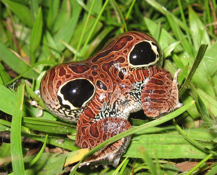 Frogs Try to Appear Bigger Than They Are