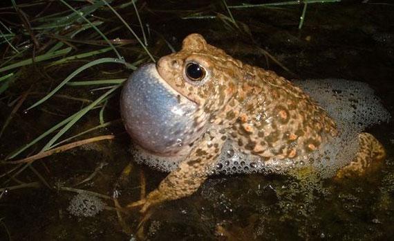 Frogs Try to Appear Bigger