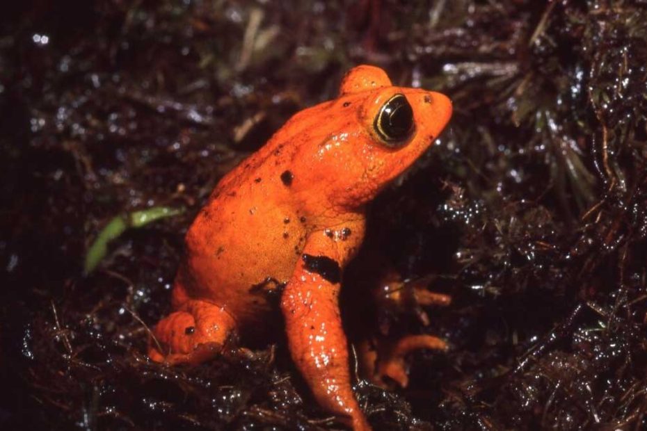 Golden Toad