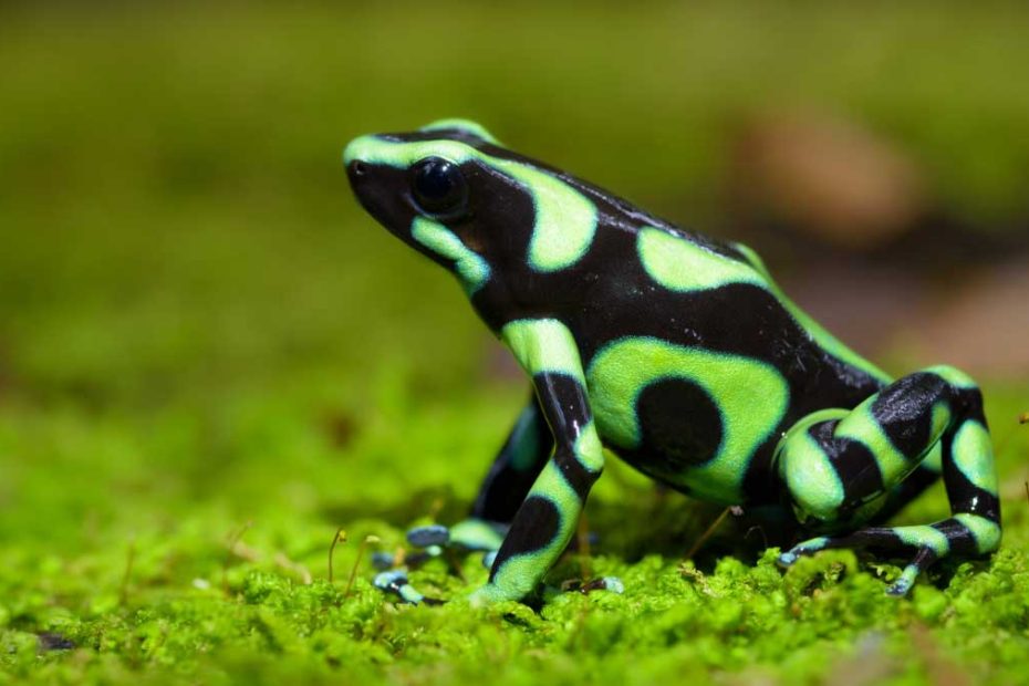 Green and Black Poison Dart Frog