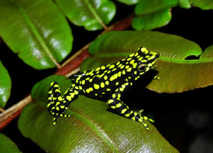 Harlequin Toad Facts