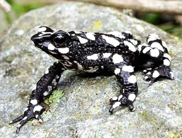 Harlequin Toads