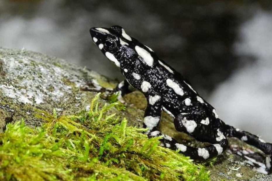 Harlequin Toads