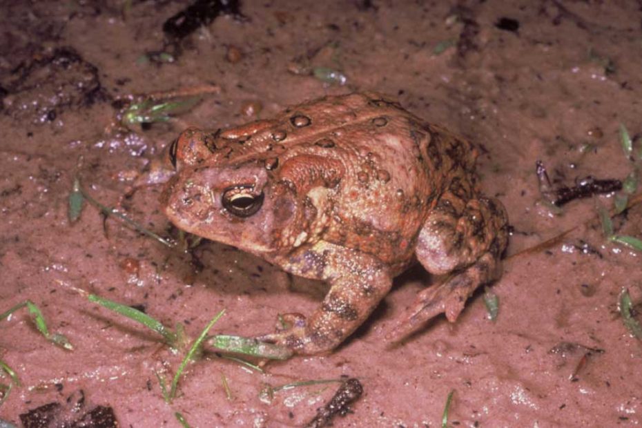 Houston Toad