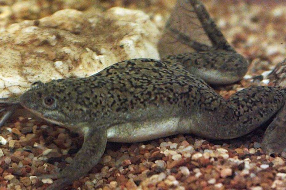 How Big Do African Clawed Frogs Get