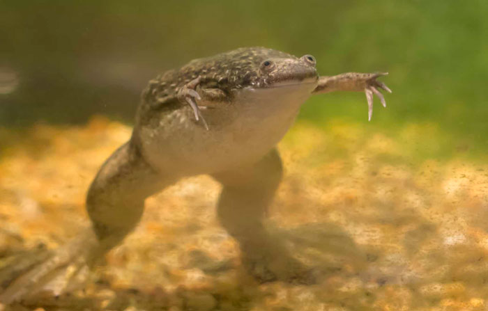 How Can You Prevent Bloat In An African Clawed Frog